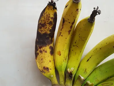 Anthracnose disease on riped banana fruit in Viet Nam.