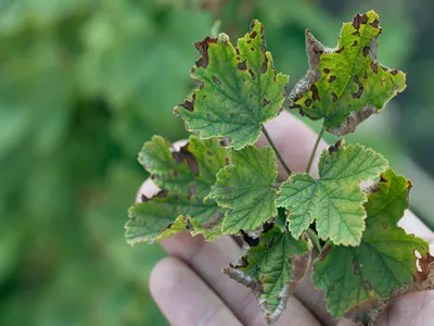 fungal disease Anthracnose on black currant leaves in form of brown spots