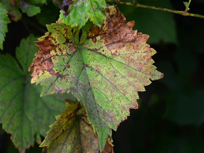 Anthracnose of grapes, fungus disease. A close-up of a grape vine leaf with yellow and brown patches infected by grape vine fungal disease downy mildew that needs chemical control and treatment.