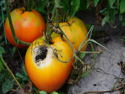 Tomato disease anthracnose signs. A close-up of ripe rot tomatoes infected by anthracnose disease.