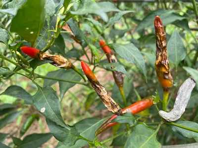 Anthracnose in hot peppers disease cause by Colletotrichum capsici.