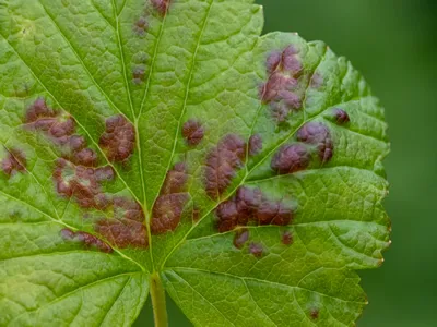 Leaf of red currant bush infected with pests - gallic aphid (Capitophorus ribis, Aphidoidea). Aphids absorb the sap of the plant, the leaves deform, reddish-brown spots form on the leaves. Plant pests