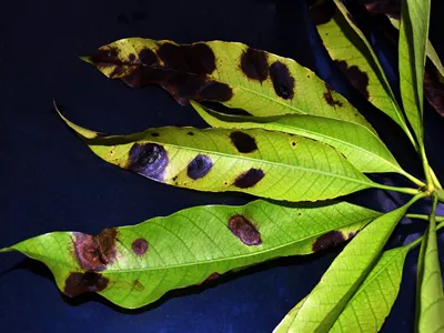 The anthracnose disease of young mango leaves caused by the fungus. The symptoms are brown spots with zonate and discoloration around the lesions