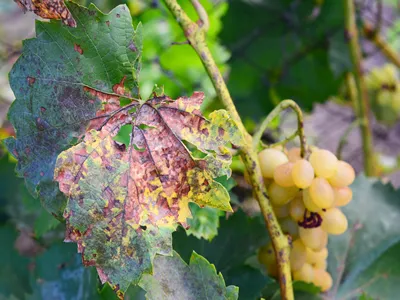 Anthracnose of grapes, fungus disease. Anthracnose of grapes, caused by the fungus Elsinoe ampelina, is a serious disease of home-grown grapes. Anthracnose of grapes symptoms
