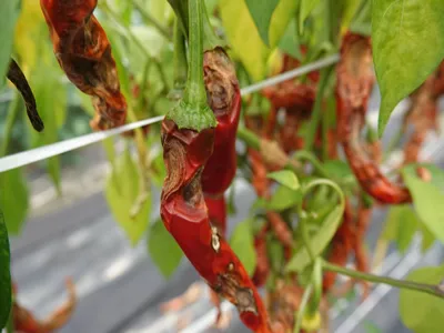 Symptoms of red pepper anthracnose on fruits