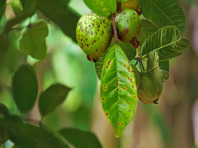 anthracnose disease of guava fungus rotten Dark Black spots dots. Canker or scab of Guava