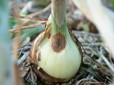 antracnose disease on bulb onion