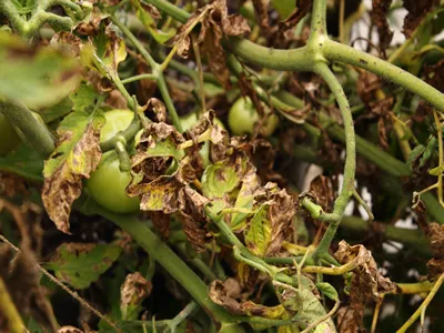 PROBLEMS WITH TOMATO PLANTS