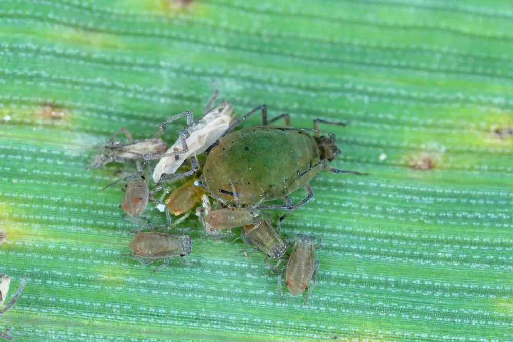 Colony of the Bird cherry-oat aphid (Rhopalosiphum padi) is an aphid in the superfamily Aphidoidea in the order Hemiptera pest of cereals.