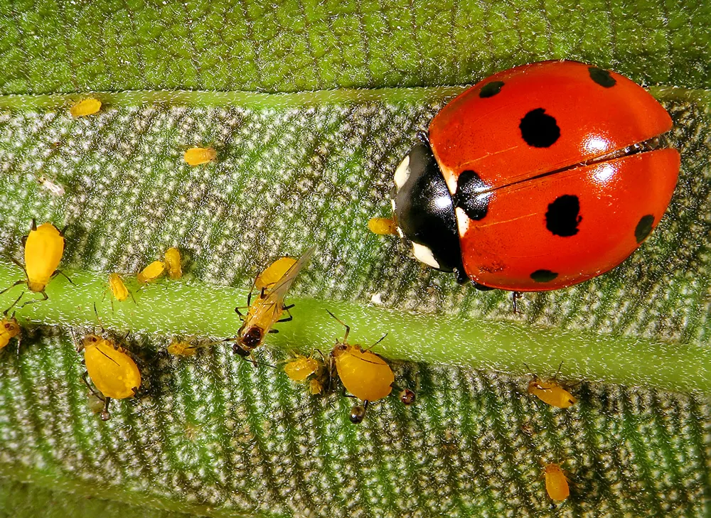 Aphids (plant lice, greenfly, blackfly or whitefly) and their natural enemy, seven-spot ladybird (ladybug) Coccinella septempunctata (Coleoptera: Coccinellidae)