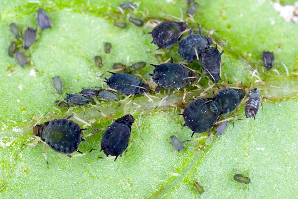 The black bean aphids, Aphis fabae, on the underside of the potato leaf.