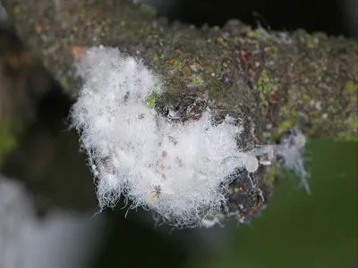 Eriosoma lanigerum, the woolly apple aphid or American blight is an aphid in the superfamily Aphidoidea in the order Hemiptera. It is important pest of apple trees in orchards.