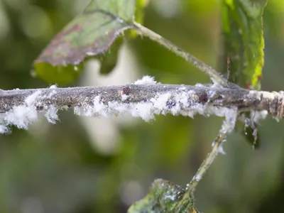 FARE7C Woolly aphid on apple branches.