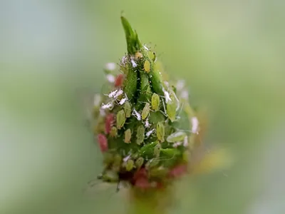 Green rose aphid (Macrosiphum rosae, Aphididae) on a green, unblown rose bud. Close-up. Macro. Soft focus effect, fake HDR style. Pests of roses.