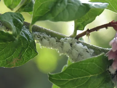 woolly apple aphid, Eriosoma lanigerum,