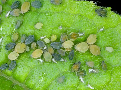 Colony of Cotton aphid (also called melon aphid and cotton aphid) - Aphis gossypii on a leaf.