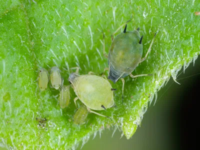 Colony of Cotton aphid (also called melon aphid and cotton aphid) - Aphis gossypii on a leaf