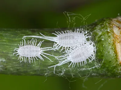Closeup of a long-tailed mealybug - Pseudococcus longispinus (Pseudococcidae) on an orchid leaf, mealybugs are pests that feed plant juices. Insect on the orchid.