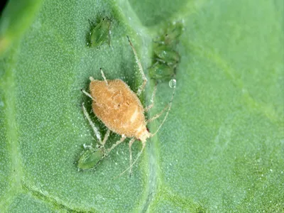 Aphid (Myzus persicae, known as the green peach aphid or the peach-potato aphid) killed by entomopathogenic fungus - Pandora neoaphidis.