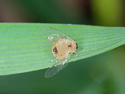 Aphid (The Bird cherry-oat aphid - Rhopalosiphum padi) killed by entomopathogenic fungus.