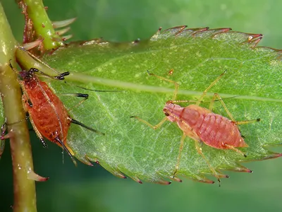 Macrosiphum rosae, the rose aphid is an aphid of the family Aphididae (Hemiptera)