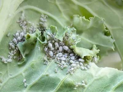 Grey cabbage aphids on kale leaf, close up. Macro. Clusters of small sap-sucking mealy cabbage aphids or Brevicoryne brassicae on the underside of host plant. Selective focus