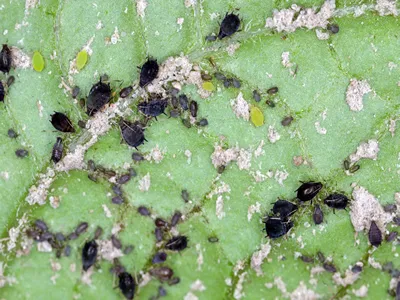 Colony of green potato aphids and black bean aphids, Aphis fabae on potato leaf.