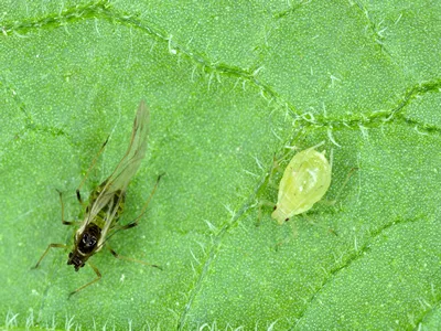 Winged and wingless form of Myzus persicae, known as the green peach aphid or the peach-potato aphid on the underside of potato leaves.
