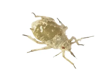 Cabbage aphid, Brevicoryne brassicae (Hemiptera: Aphididae) isolated on a white background