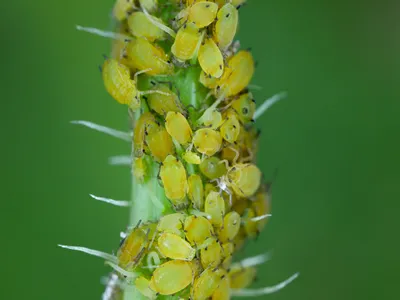 Colony of Cotton aphid (also called melon aphid and cotton aphid) Aphis gossypii on Crepis plant.