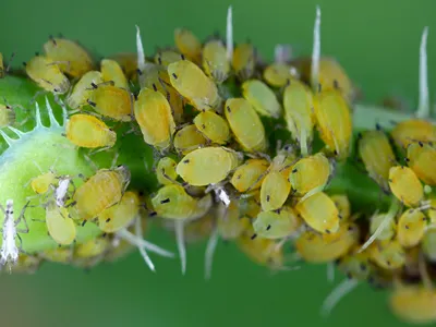 Colony of Cotton aphid (also called melon aphid and cotton aphid) Aphis gossypii on Crepis plant.