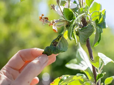Sick twisted leaves of fruit trees with a colony of black aphids discovered by a gardener.
