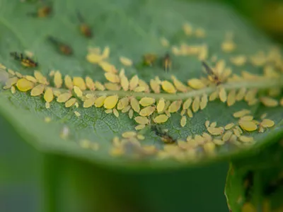 Cluster of Yellow Aphids, scientifically known as Aphis sp., feeding on leaf nutrients