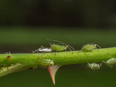photo shows aphids on rose shoot close to a thorn; contains exuvia