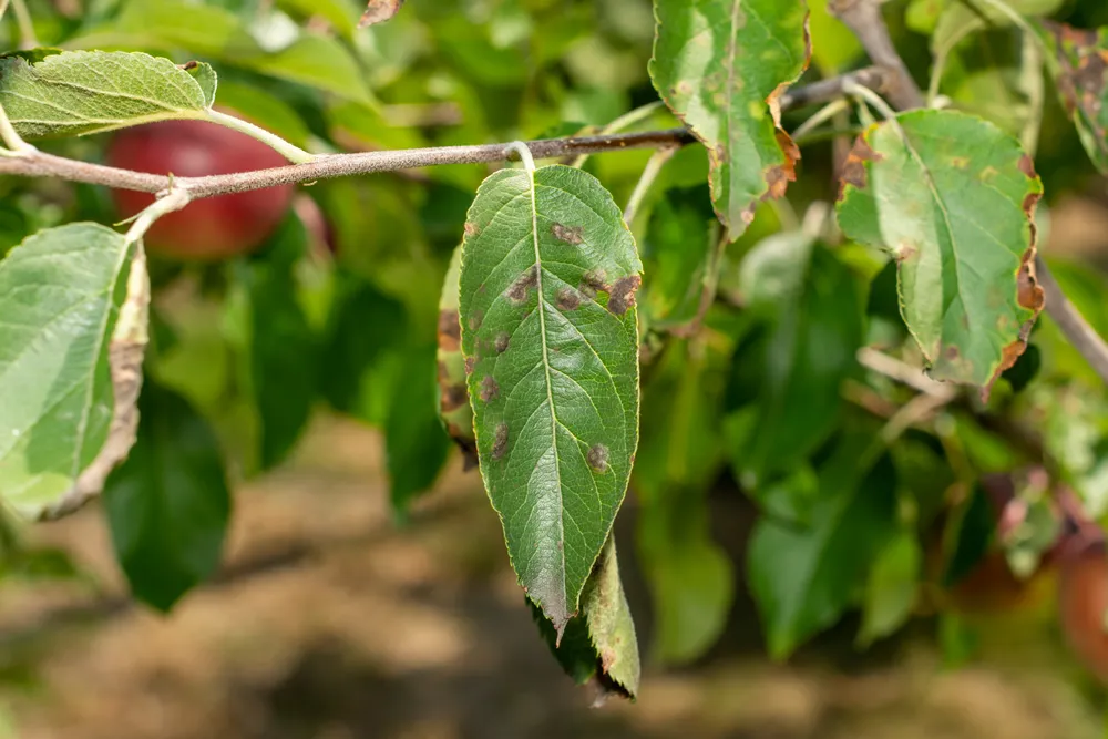 scab on the leaves and fruits of an apple tree close-up. Diseases in the Apple Orchard