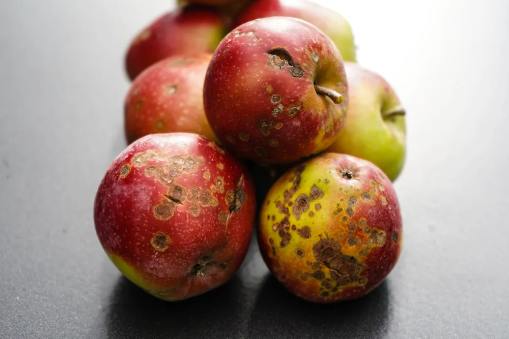a stack of apples with apple scab disease