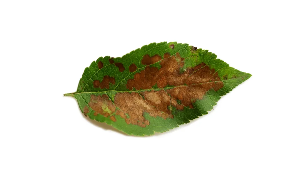 apple tree leaf is affected by a fungal disease. Brown spotting and scab struck a young apple tree. sheet is isolated on a white background