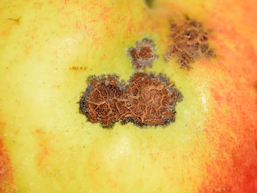 Spots on apple skin. Symptoms of fungal disease apple scab caused by Venturia inaequalis fungus