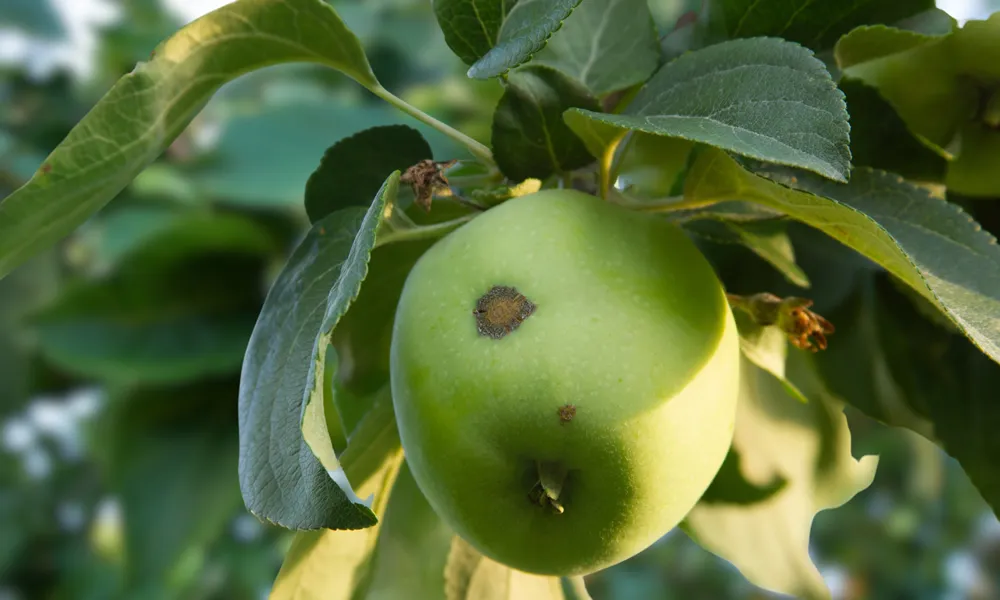 Apple scab ,Apple stack with scab disease: Fungal infection by Venturia inaequalis on fruits leaves. Apples show spots scabby patches.