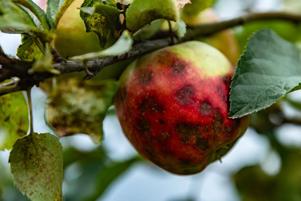 Disease of apple trees. Apples covered with spots.