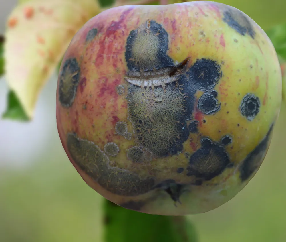 Apple scab.a stack of apples with apple scab disease and Fruits Infected by the Apple scab Venturia inaequalis