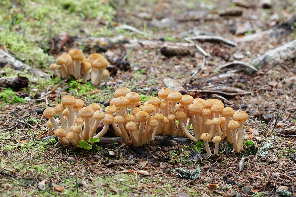 Northern honey fungus, Armillaria borealis, an edible mushroom from Finland