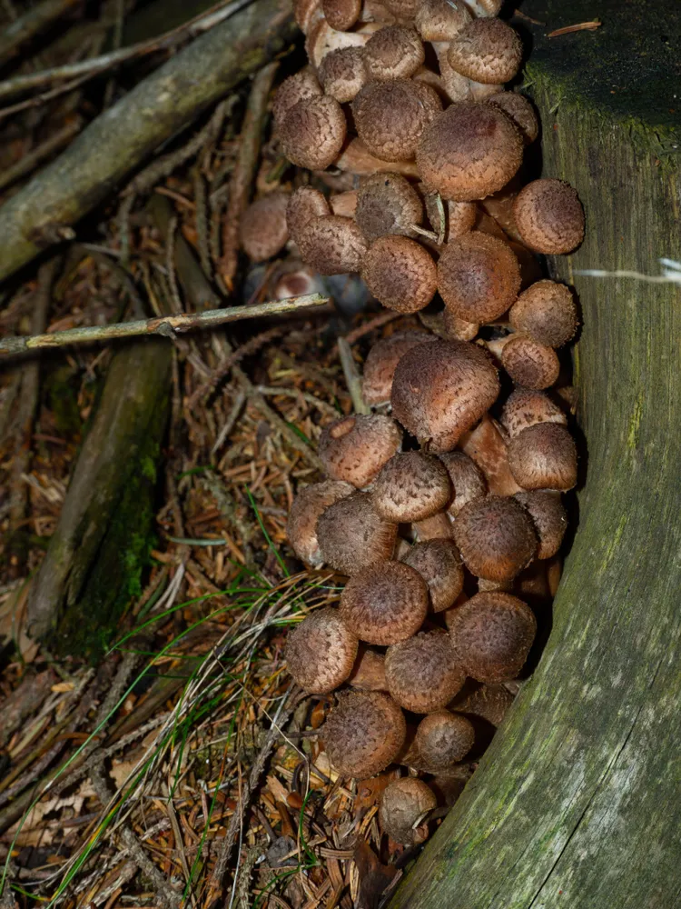 Group of armillaria on forest ground