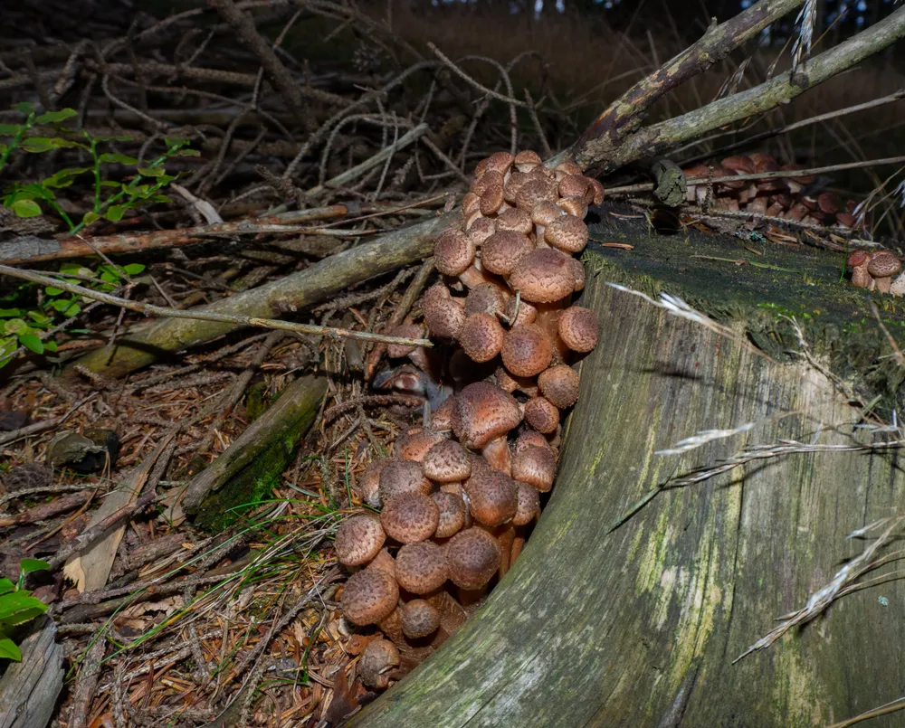 Group of armillaria on forest ground