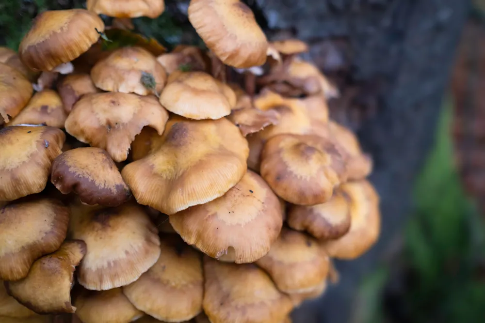 Armillaria mellea or honey fungi that live on trees and woody shrubs. Armillaria can be a destructive forest pathogen, it causes "white rot" root disease