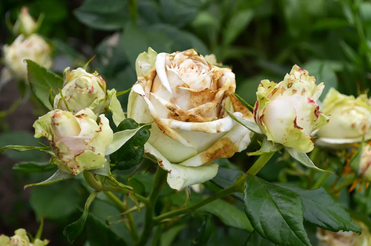 Rose flowers affected by fungal infection - botrytis cinereal (gray rot). Petals are covered brown spots