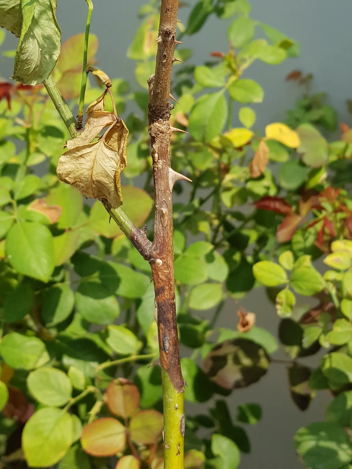 Botryodiplodia Blight disease injured on rose branch in Viet Nam.