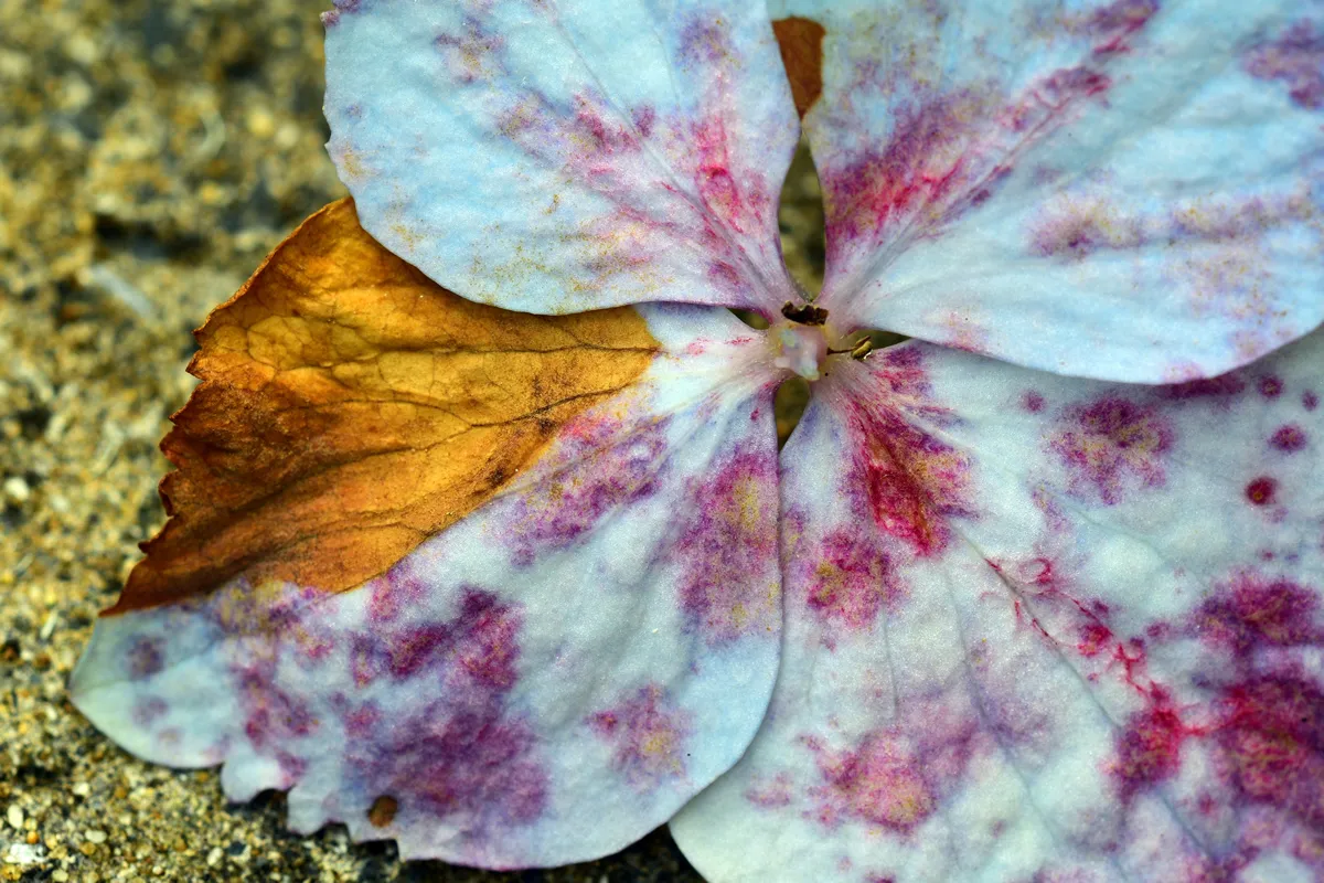 A hydrangea flower affected by Hydrangea Botrytis Blight (Gray Mold) caused by fungus Botrytis cinerea.