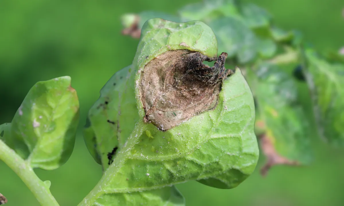 flower botrytis blight,Hortensia leaves show tan spots, red-brown halos from cercospora. Prevent moisture with proper watering. Apply fungocode for protection.