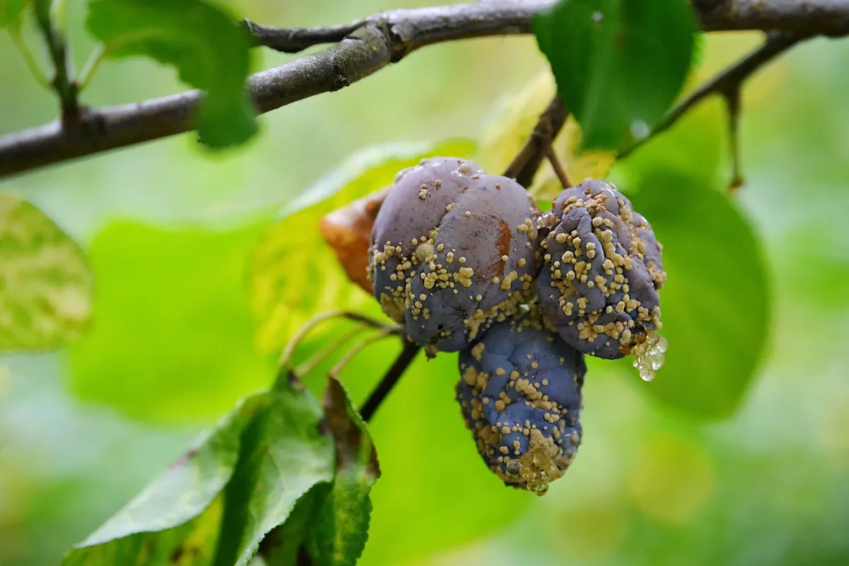 Plum tree, Prunus domestica is having brown rot fungus, Monolinia fructicola disease. When maturing fruit is infected, the signs begin with a small brown rotted spot and rapid spore growth.